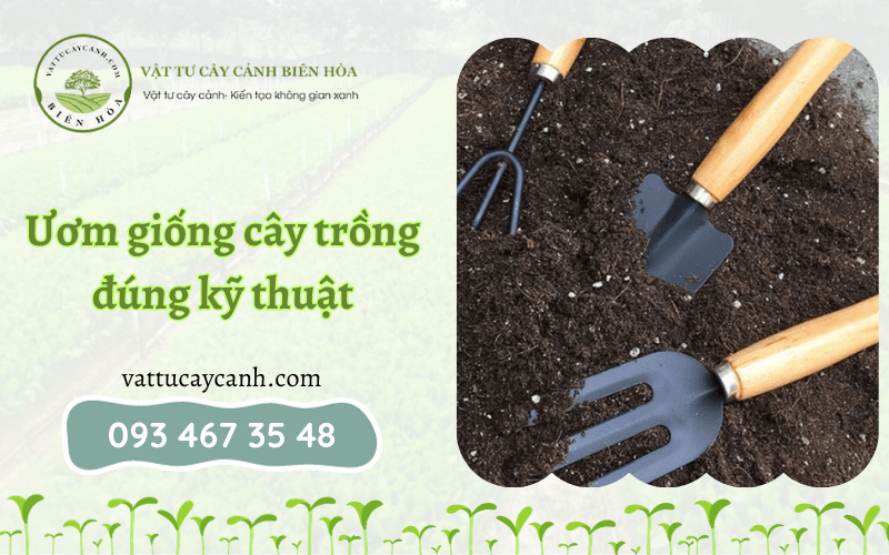 Ươm giống cây giống