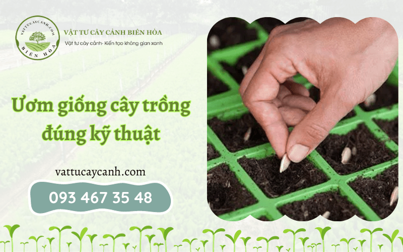 Ươm giống cây giống