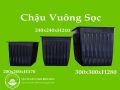 Chậu vuông sọc