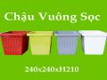 Chậu vuông sọc