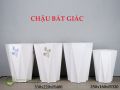 Chậu bát giác