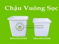 Chậu vuông sọc