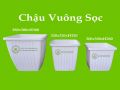 Chậu vuông sọc