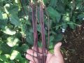 Hạt giống đậu đũa tim Rado