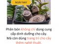 Trùn quế trang trí Decomis