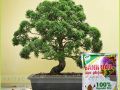 Bánh Dầu Đậu Phộng Đã Qua Xử Lý – Chuyên Cho Hoa Kiểng, Bonsai, Phong Lan, Rau Màu, Cây Ăn Trái