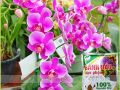 Bánh Dầu Đậu Phộng Đã Qua Xử Lý – Chuyên Cho Hoa Kiểng, Bonsai, Phong Lan, Rau Màu, Cây Ăn Trái