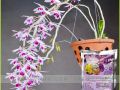 Phân Túi Lưới - Orchid 1 – Kích Ra Rể, Ra Chồi- Chuyên Lan 