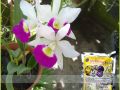 Phân Túi Lưới - Kích Ra Hoa Cho Lan Orchid 2