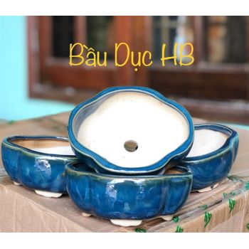 Chậu bầu dục hoả biến 