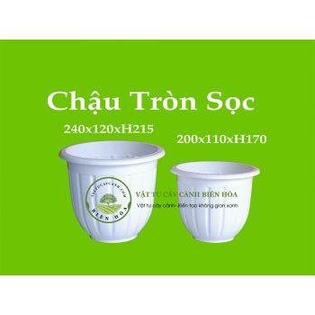 Chậu tròn sọc