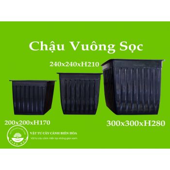 Chậu vuông sọc