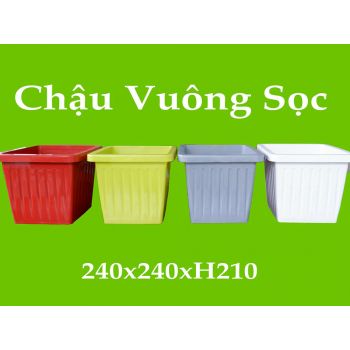 Chậu vuông sọc