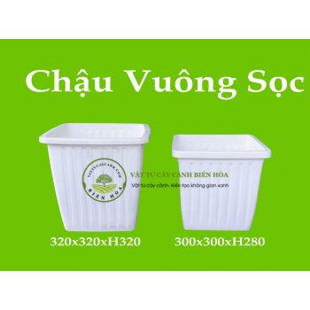 Chậu vuông sọc