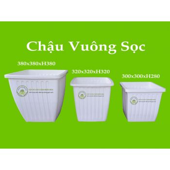 Chậu vuông sọc