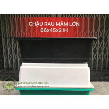 Chậu rau mầm lớn