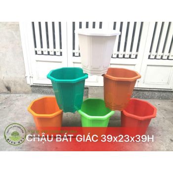 Chậu bát giác