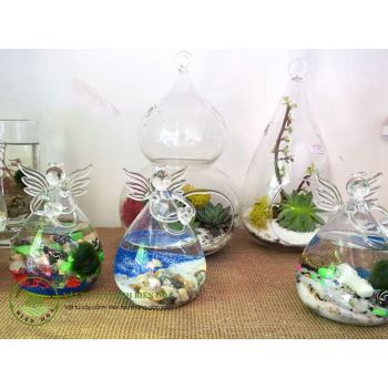 Chậu thủy tinh Marimo CTM09