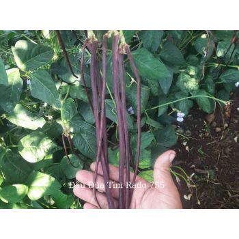 Hạt giống đậu đũa tim Rado