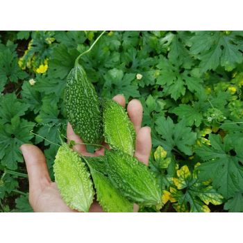 Hạt giống khổ qua rừng
