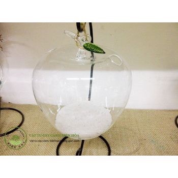 Chậu thủy tinh Marimo CTM04