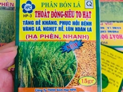 Thoát đòng siêu to hạt 15 gr 