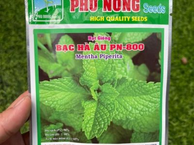 Bạc hà âu PN-800 Phú Nông