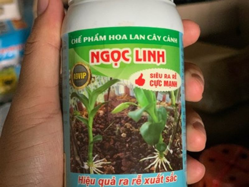 Siêu ra rễ Ngọc Linh