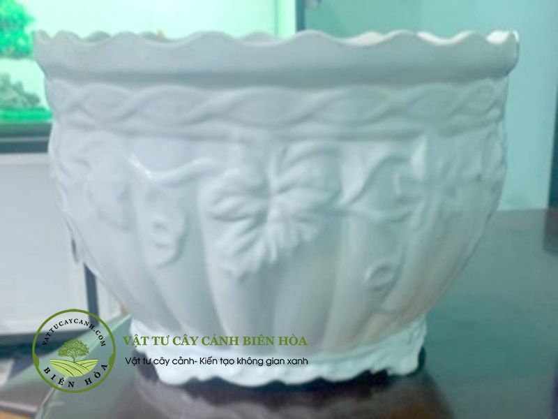 Chậu bí