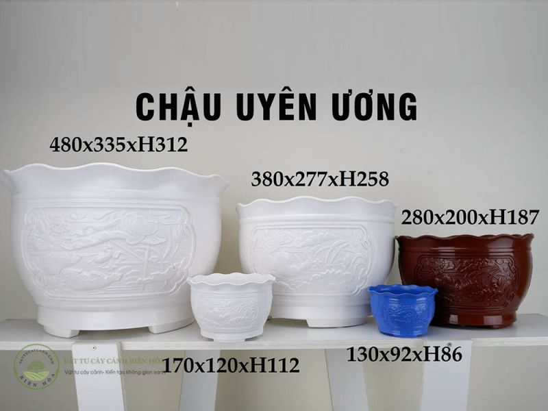 Chậu uyên ương 