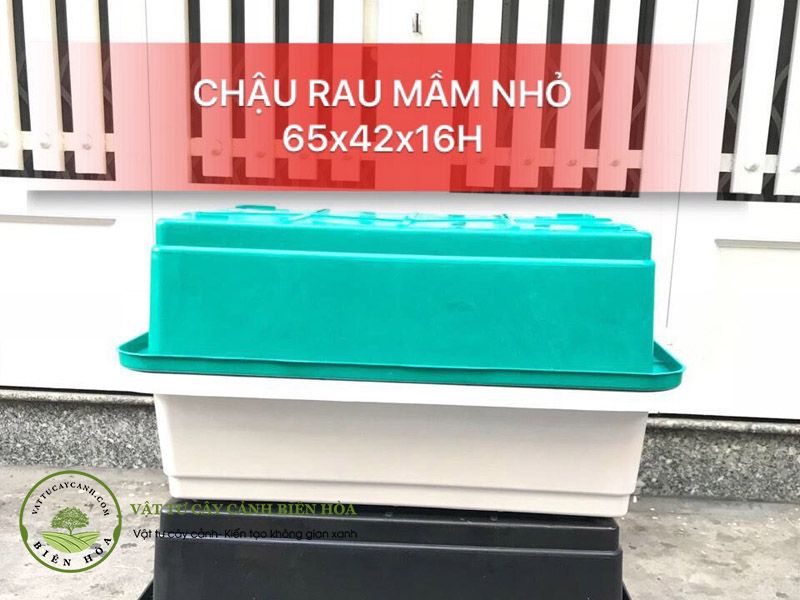 Chậu rau mầm nhỏ