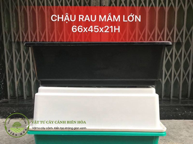 Chậu rau mầm lớn