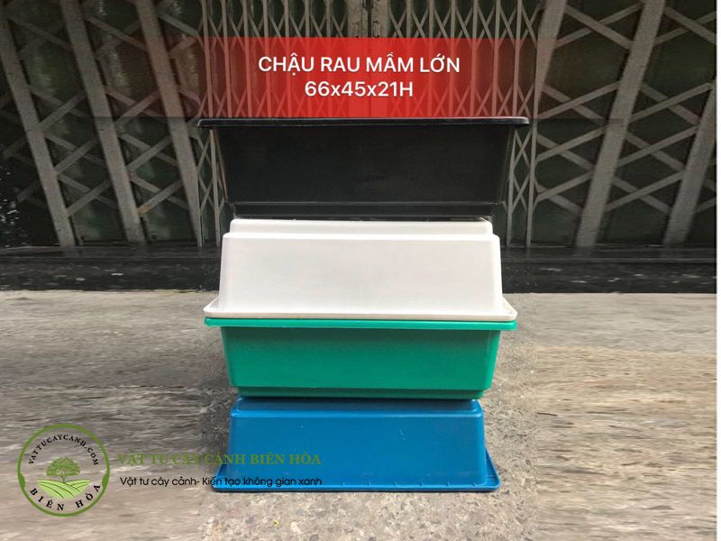 Chậu rau mầm lớn