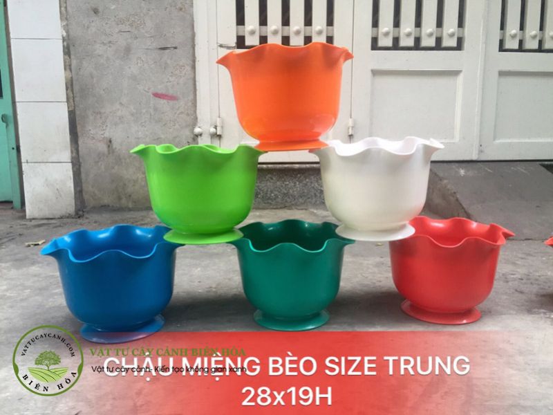 Chậu miệng bèo