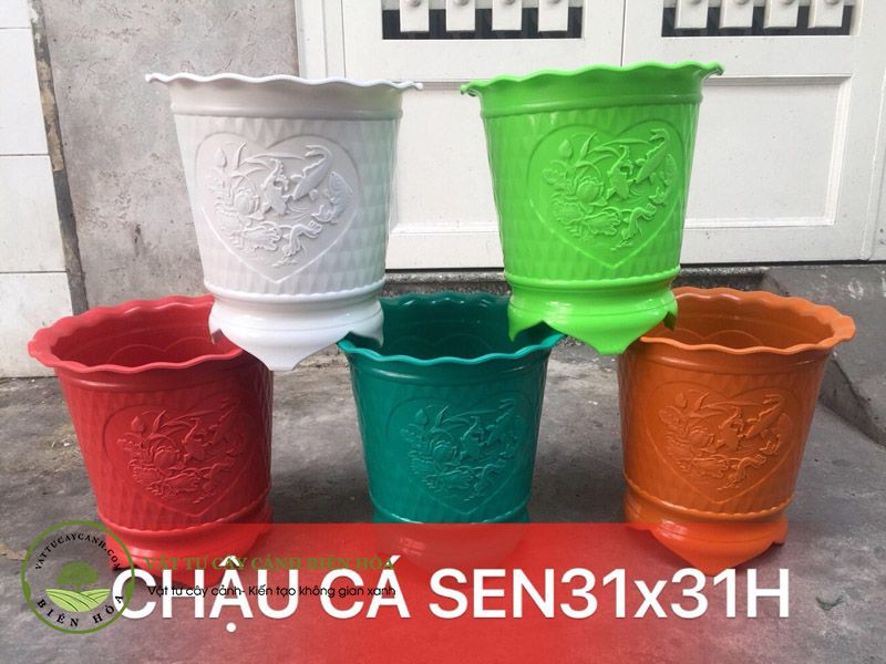 Chậu cá sen