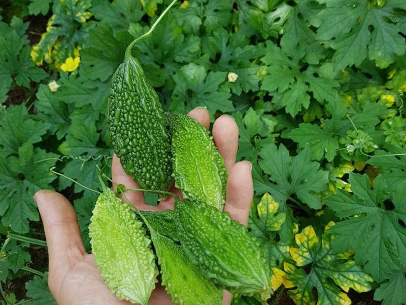 Hạt giống khổ qua rừng