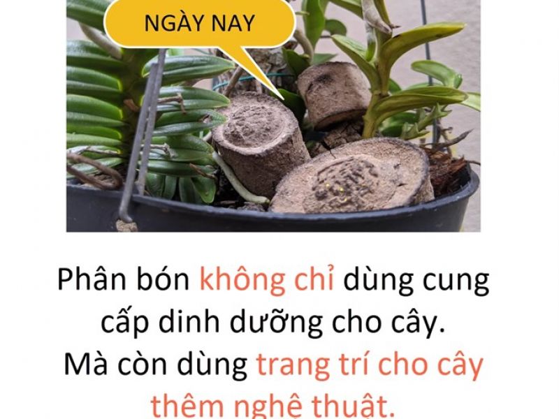 Trùn quế trang trí Decomis