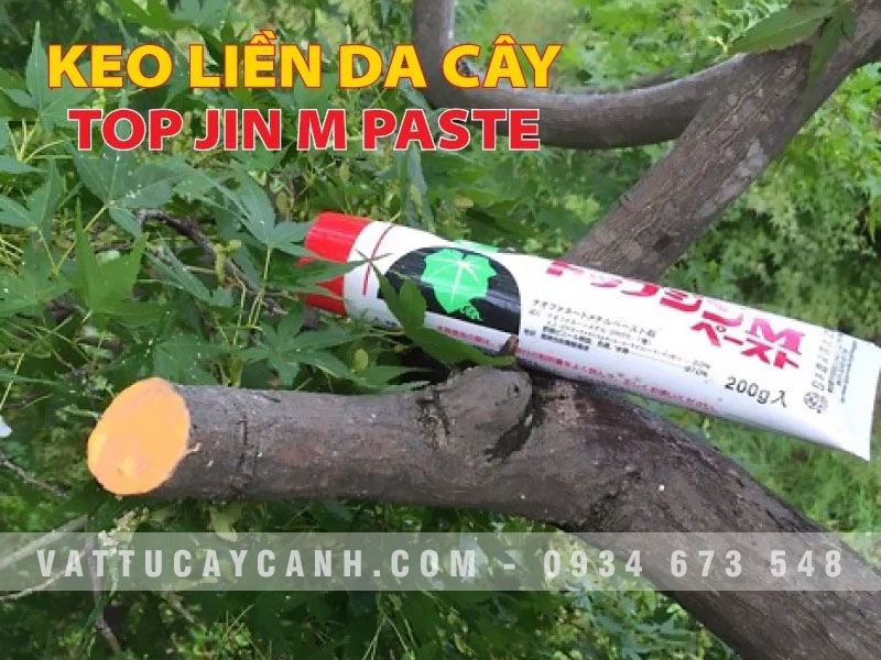 Keo liền sẹo cây