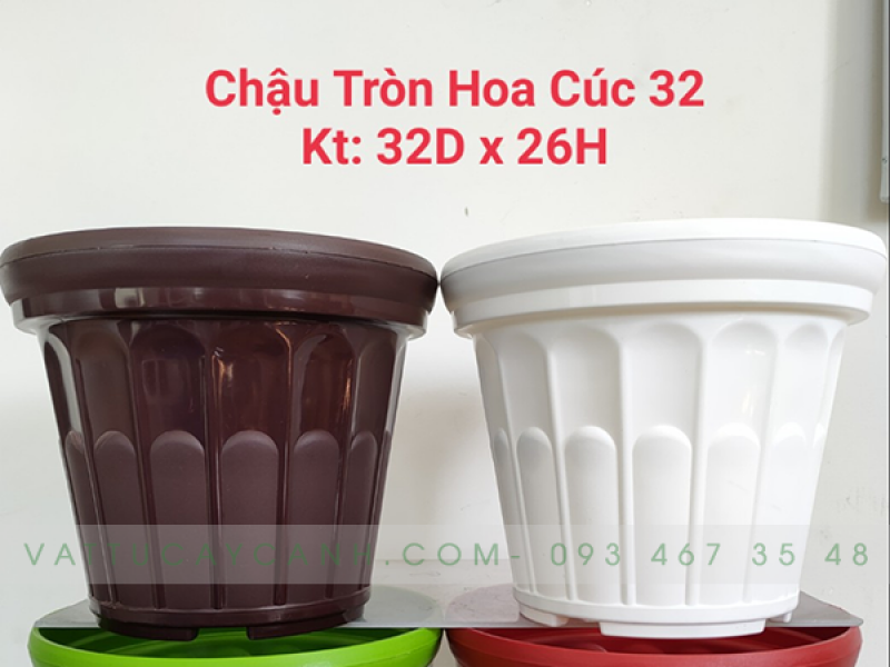 Chậu tròn hoa cúc