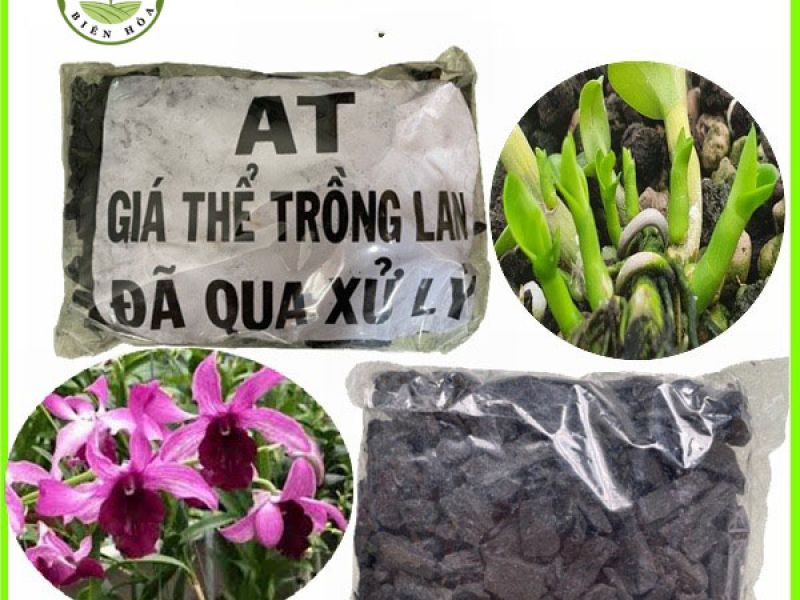 Giá Thể Trồng Lan - Than Đã Xử Lý