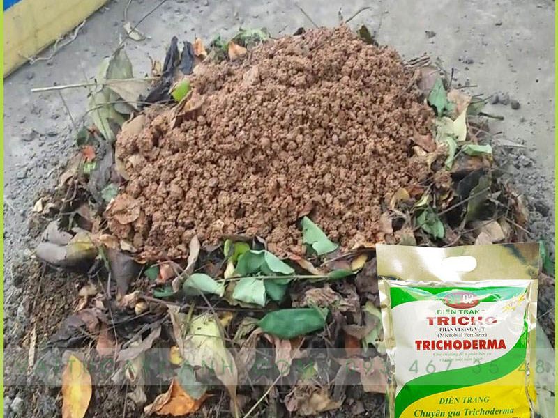 Nấm đối kháng Trichoderma điền trang 