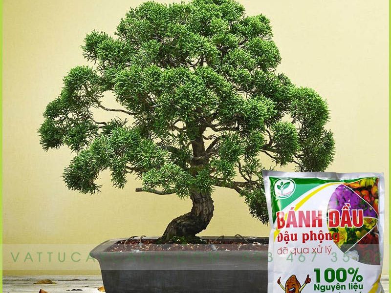 Bánh Dầu Đậu Phộng Đã Qua Xử Lý – Chuyên Cho Hoa Kiểng, Bonsai, Phong Lan, Rau Màu, Cây Ăn Trái
