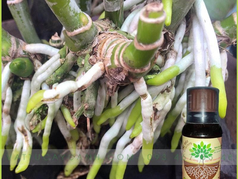 Phân Bón Lá Kích Rễ Cực Mạnh N3M Dạng Nước