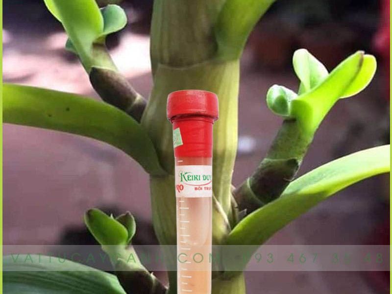 Keiki Duy Đỏ - Kích Mầm Và Chồi Phong Lan Dạng Bôi Trực Tiếp