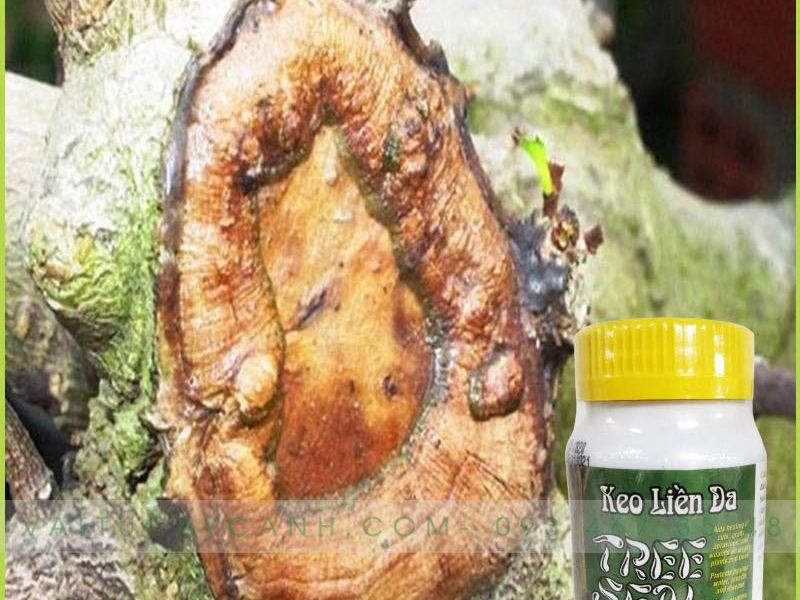 Keo Liền Da Cây Tree Seal – Keo Liền Sẹo Mỹ