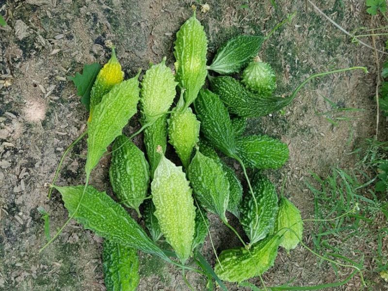 Hạt giống khổ qua rừng