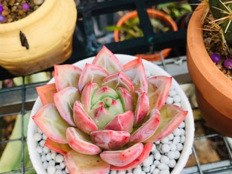 Chậu sen đá sứ tròn trắng