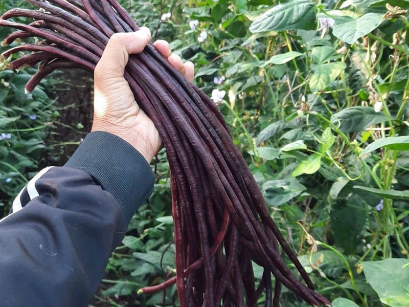 Hạt giống đậu đũa tim Rado